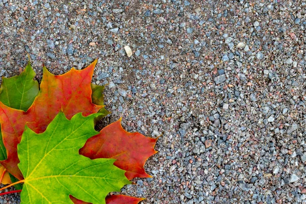 Outono colorido queda folhas de bordo no chão com espaço de cópia — Fotografia de Stock