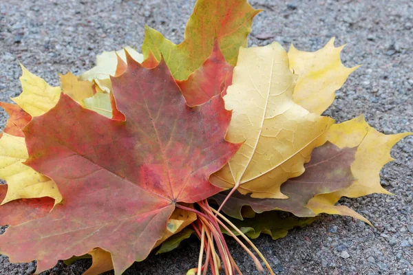 Folhas de bordo caídas de outono multicoloridas deitadas no chão — Fotografia de Stock