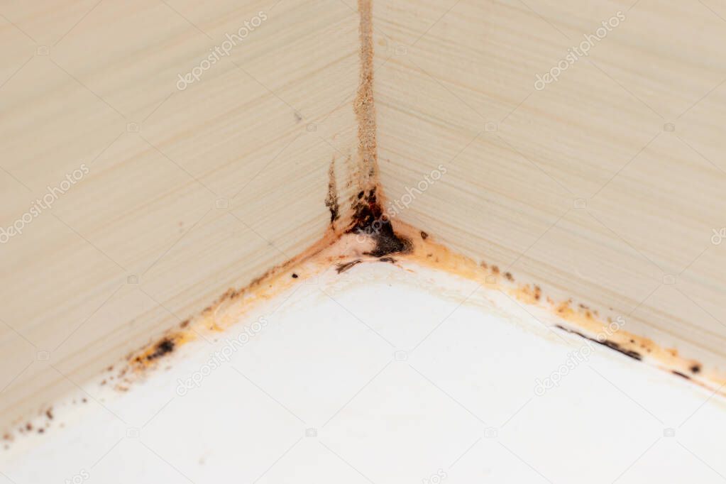 Mold fungus and rust growing in tile joints in damp poorly ventilated bathroom with high humidity, wtness, moisture and dampness problem in bath areas concept