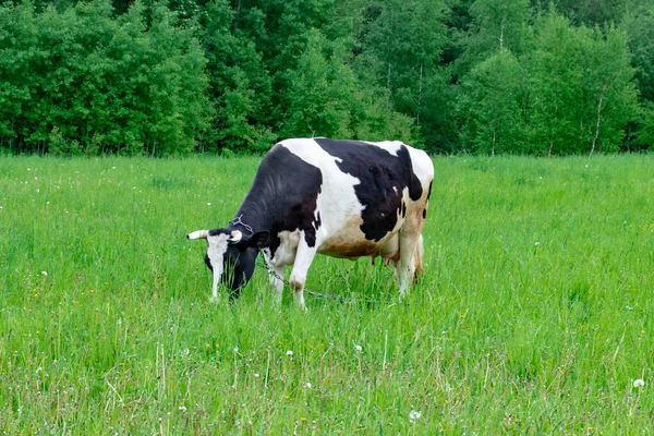 緑の農村牧草地に立つホルシュタイン黒と白の斑点ミルク牛、村で乳牛の放牧 — ストック写真