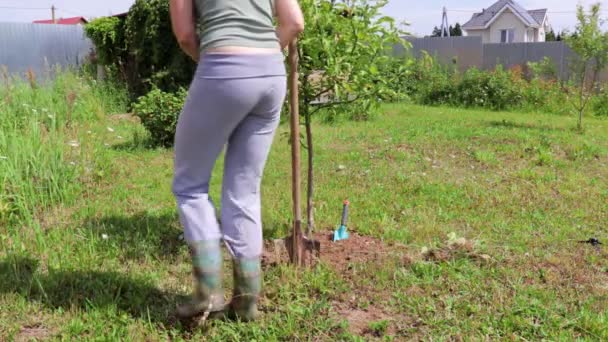 Woman gardener digging the soil in spring with a spade around a little tree, she is wearing gloves and rubber boots — Stock Video