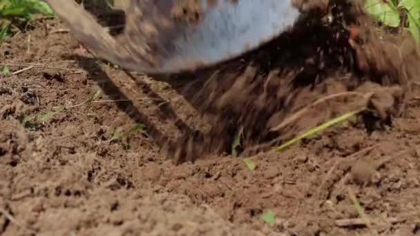 Excavando tierra, tierra con una pala de cerca — Vídeos de Stock