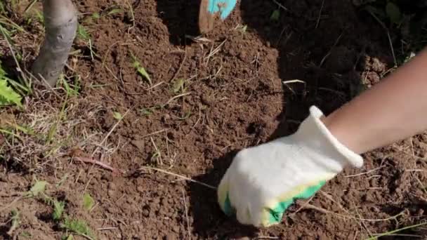 Een tuinman handen in handschoenen verwijdert onkruid uit een grond en spud grond met een gereedschap close-up — Stockvideo