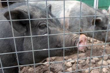 Black cute pigs with a pink snout nose behind the metal mesh fence in the country farm clipart