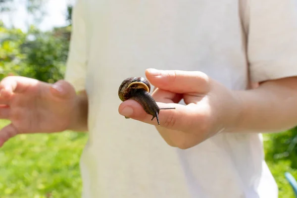 Un bambino che tiene in mano una lumaca commestibile Fructicicola fruticum da vicino, giornata di sole durante l'estate — Foto Stock