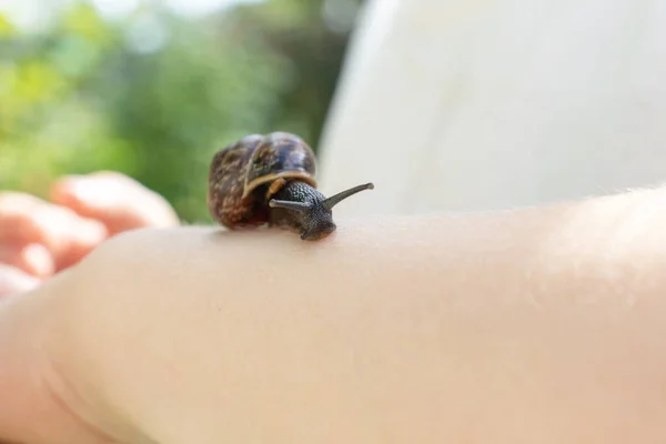 A child holding an edible snail Fructicicola fruticum close up in hand, sunny day in summer time — Stock Photo, Image