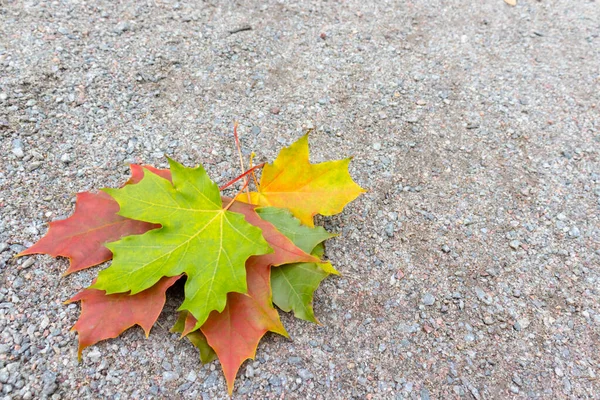 Coloridas hojas de arce otoño de otoño en el suelo con espacio de copia — Foto de Stock