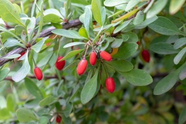 Kızamık Berberis vulgaris şube. Berberis thunbergii, Latin Berberis Coronita kışın renkli doğal meyveler