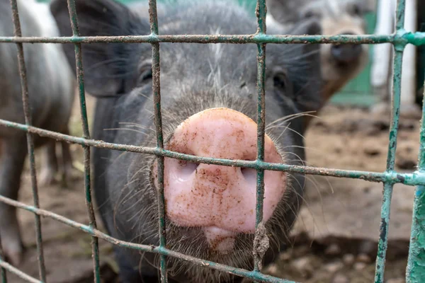 黑色可爱的猪与粉红色的鼻子鼻子紧紧后面的金属网围栏在乡村农场 — 图库照片