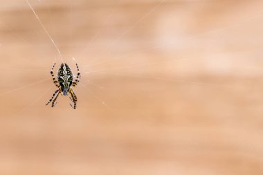 Kahverengi bahçe örümceği bej arka planda örümcek ağında