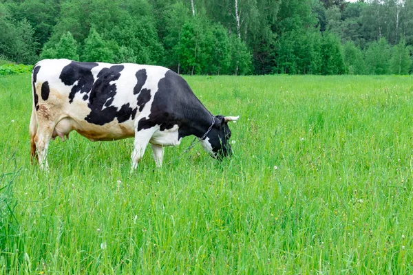 緑の農村牧草地に立つホルシュタイン黒と白の斑点ミルク牛、コピースペースを持つ村で乳牛の放牧 — ストック写真