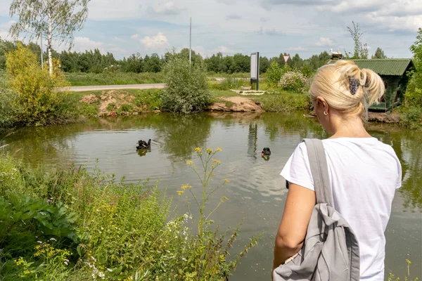 Kadın turist, sırt çantalı, gölün kenarında duran ve yazın siyah kuğulara bakan..