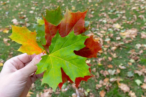 Uma mão segurando um buquê de folhas de bordo de outono de cores diferentes verde amarelo vermelho, parque da cidade em pano de fundo — Fotografia de Stock