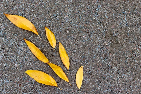 Sarı sonbahar yaprakları çakıllı arka planda yatar, rüzgarla savrulan yapraklar gibi, kopyala uzayı