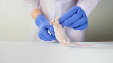 Mavi eldivenli bir bilim adamı beyaz abino labaratuar faresini kuyruğundan tutarak bir deney ve test aşısı yapıyor.