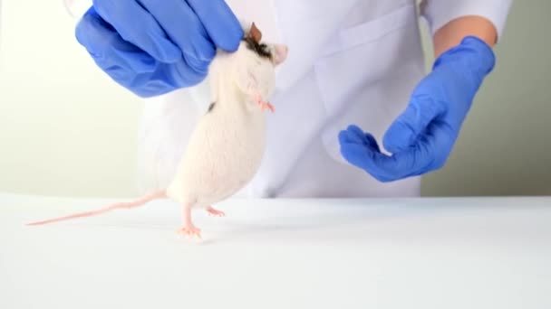 A scientist doctor in blue gloves holding white and black very fat lab laboratory mouse by scruff and a syringe, in order to conduct an experiment and test vaccine — Stock Video