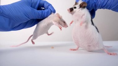 Bir deneyi yürütmek ve karşılaştırmak için bir araştırmacı doktor tarafından itilip kakılan iki beyaz fare.