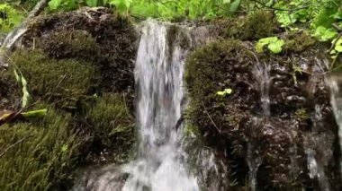Ormandan dökülen temiz içme suyu yosunlu taşların arasından akar. Doğal su kaynağı.
