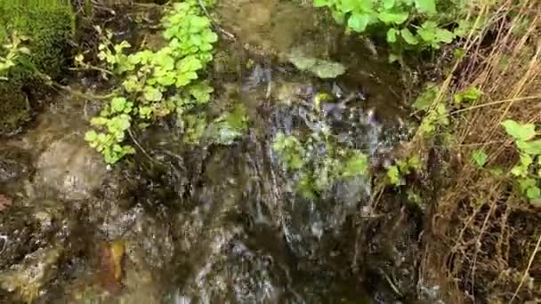 Ruisseau forestier avec écoulement clair d'eau potable sur des pierres vertes moussues — Video