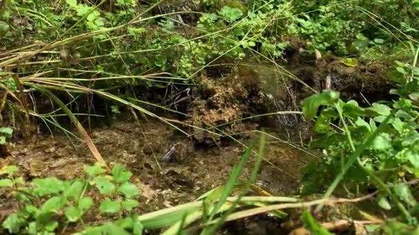 Ruisseau forestier avec de l'eau potable claire coulant sur des pierres vertes moussues, jambes d'un randonneur en bottes en caoutchouc passant par là, vue rapprochée — Video