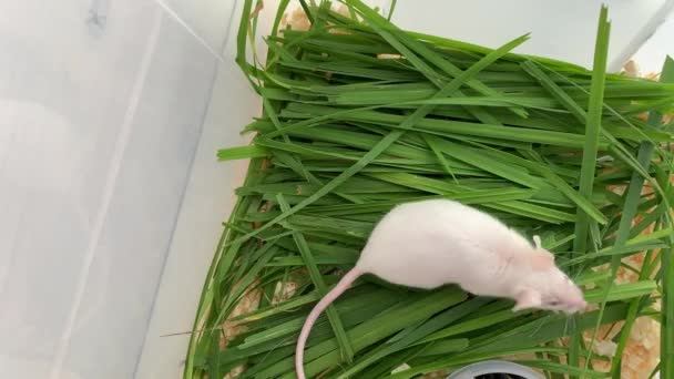 Yeşil çimenlerde oturan beyaz, şirin albino laboratuvar faresi, arka ayakları üzerinde duruyor ve havayı kokluyor. Şirin küçük kemirgen, hayvan konsepti. — Stok video