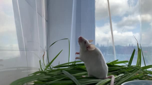 Plastik bir kutuda yeşil çimenlerde oturan, bir şeyler yiyen, arka ayakları üzerinde duran ve havayı koklayan beyaz, şirin albino laboratuvar faresi. Şirin küçük kemirgen, hayvan konsepti. — Stok video
