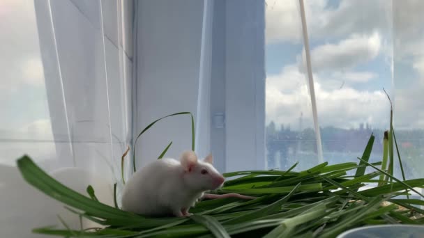 White cute albino laboratory mouse sitting in green grass, standing on hind legs and sniffing the air. Cute little rodent close up, pet animal concept — Stock Video