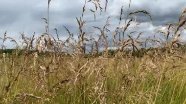 Rüzgarla hareket eden bir tarlada vahşi, kuru, altın otlar. Yaklaş, arkaplanda gri bulutlu gökyüzü.