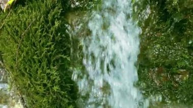 Ormandan dökülen temiz içme suyu yosunlu taşların arasından akar. Doğal su kaynağı.