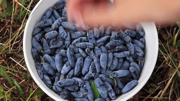 Eller yemek için bir çanaktan böğürtlen topluyor, bahçede dışarıda duruyor, böğürtlen topluyor, bahçe işliyor ve hasat konsepti oluşturuyor. — Stok video