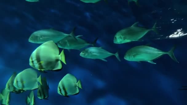 Ομάδα, το σχολείο των ψαριών που κολυμπούν σε βαθυγάλαζα νερά της θάλασσας σε ηλιαχτίδες, όμορφο υποβρύχιο κόσμο θαλασσογραφία — Αρχείο Βίντεο