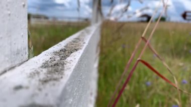 Yeşil yaz çitlerinde beyaz beton ahşap çitler, kuru çimenler, kırsal alanın bulanık arka planı, güneşli bir günde tarla.