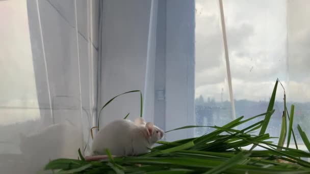 Λευκό Χαριτωμένο Αλμπίνο Εργαστηριακό Ποντίκι Κάθεται Στο Πράσινο Γρασίδι Και — Αρχείο Βίντεο
