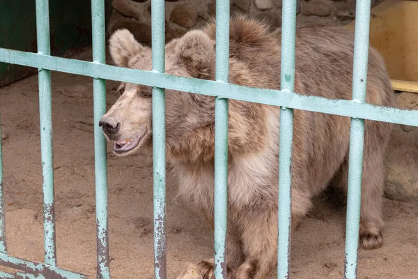 弱いと病気のクマ金属バー ロッドの後ろのケージにロックされ 家に帰りたい 飼育下で野生動物の救助 — ストック写真