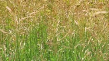 Rüzgarla hareket eden bir tarlada vahşi, kuru altın otlar. Yaklaş, yeşil yaz kırsal arka plan.