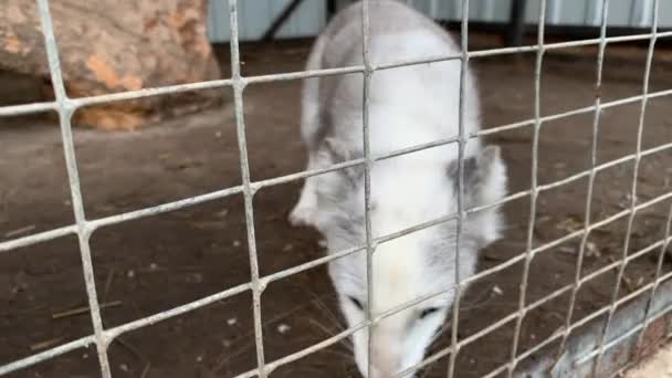 Голодный Слабый Больной Белый Арктический Лис Заперт Клетке Металлическим Забором — стоковое видео