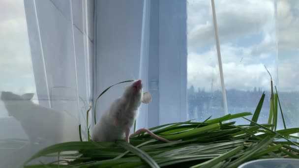 Bílá Roztomilá Albínská Laboratorní Myš Sedící Zelené Trávě Stojící Zadních — Stock video