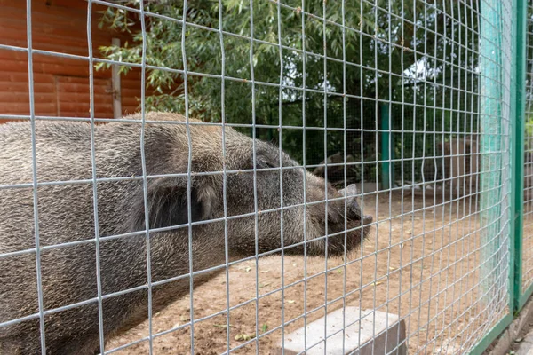 Hungry, weak and sick unhappy wild pig hog boar locked in a cage behind a metal fence and wants to go home, rescue of wild animals in captivity.