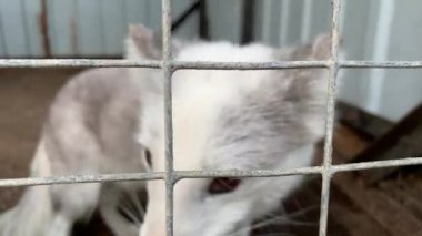 Aç, zayıf ve hasta beyaz kutup tilkisi metal bir çitin arkasındaki bir kafese kilitlenmiş ve eve gidip esir alınmış vahşi hayvanları kurtarmak istiyor.