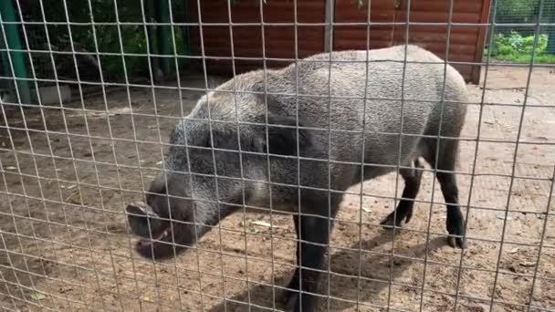 Голодний Слабкий Хворий Нещасний Кабан Дикої Свині Замкнений Клітці Металевим — стокове відео