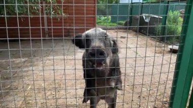 Aç, zayıf ve hasta domuz domuz domuz çitin arkasındaki bir kafeste kilitli ve eve gitmek istiyor. Esaret altındaki vahşi hayvanları kurtarmak istiyor.