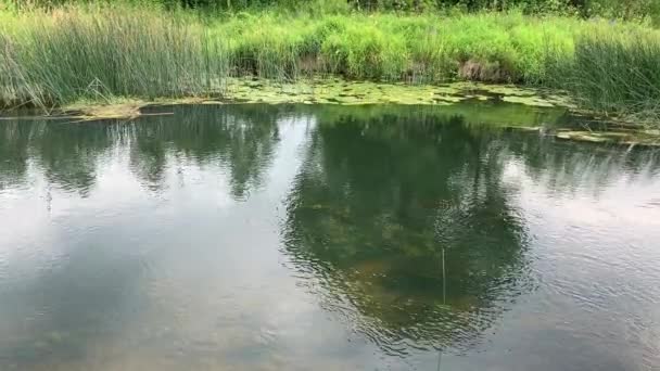 Letní Venkovská Krajina Rybník Nebo Řeka Potokem Ideální Místo Pro — Stock video