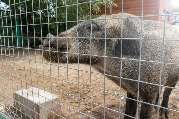 虚弱和生病的可怜的野猪猪被锁在金属栅栏后面的笼子里 想回家去营救被圈养的野生动物 — 图库照片