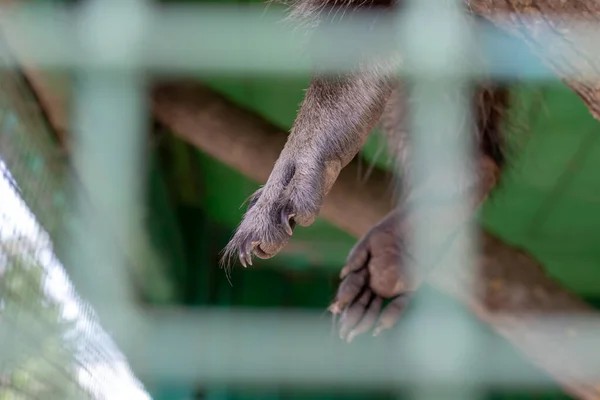 Paws of an animal locked in a cage behind a metal fence and wants to go home, rescue of wild animals in captivity.