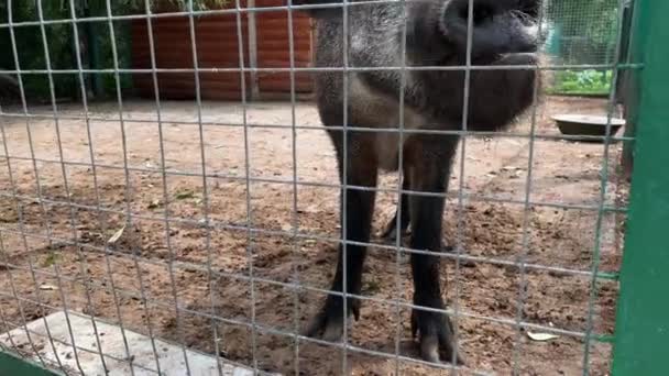 虚弱和生病的可怜的野猪猪被锁在金属栅栏后面的笼子里 想回家去营救被圈养的野生动物 — 图库视频影像