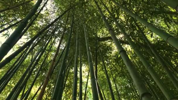 竹の森、ジャングル、エキゾチックな緑の竹の木の天蓋と茎の間を流れる太陽の光線を見上げます — ストック動画