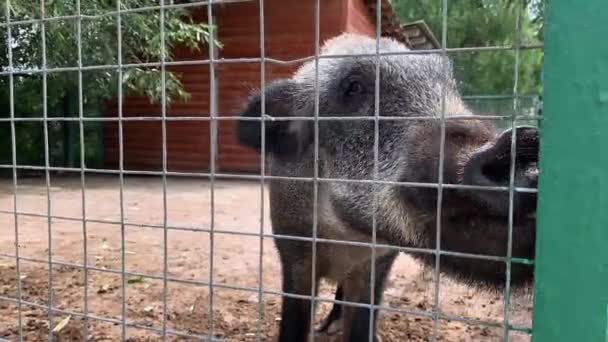 Jabalí de cerdo salvaje hambriento, débil y enfermo encerrado en una jaula detrás de una valla metálica y quiere ir a casa, rescatar animales salvajes en cautiverio — Vídeo de stock