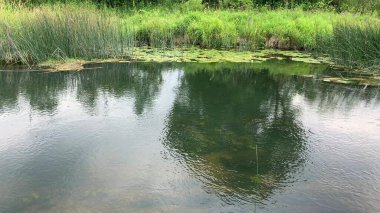 Yazın kırsal alan, deresi olan bir gölet ya da nehir, kırsalda balık tutmak için mükemmel bir yer. .