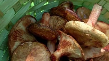 Mantar toplayıcı sepetinin içindeki mantar manzarasını kapatın ve ormanda yürüyüp mantar arayın.