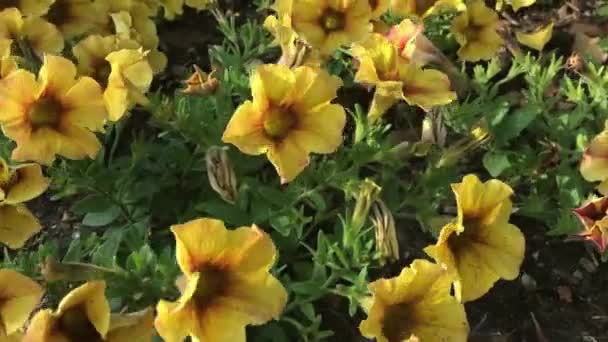 Großaufnahme von gelben Petunien, die an einem sonnigen Tag im Sommer auf einem Blumenbeet in einem Garten blühen — Stockvideo